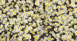 Chamomile