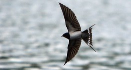 Barn swallow