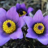 Greater pasque flower
