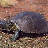 Pond turtle
