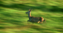 Deer running