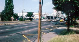 A tree planted near the pavement