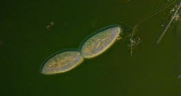 Paramecia