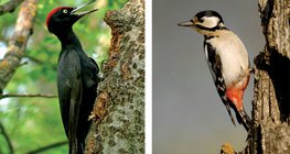 Black woodpecker and great spotted woodpecker