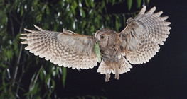 Eurasian scops owl with catch