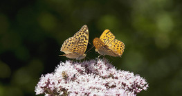 Queen of Spain fritillary
