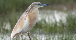 Squacco heron