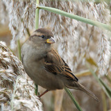House sparrow