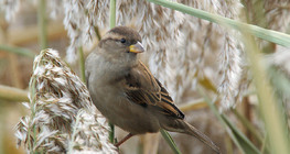 House sparrow