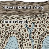 Többrétegű, elszarusodó laphám