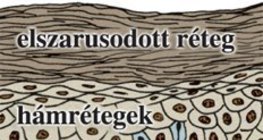 Többrétegű, elszarusodó laphám