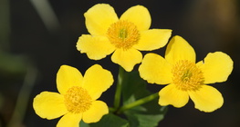 Marsh-marigold
