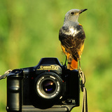 Common rock thrush