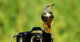 Common rock thrush