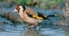 European goldfinch