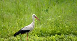 Stork
