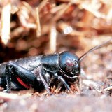 Field cricket