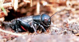 Field cricket