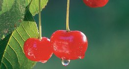 Sour cherry