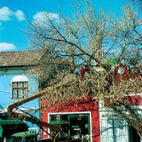 Подрязване на дървета