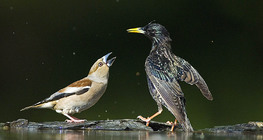 Hawfinch and Starling