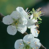 Plum flower