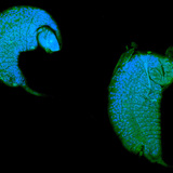 Ларва на смокинова оса, която се развива в какавида на плодова мушица като паразит