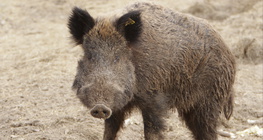 Wild boar