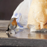 Червеногръдка