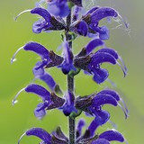 Meadow sage