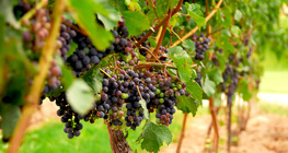 Grapes