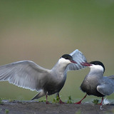 Whiskered terns