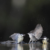 Големи синигери голямо черноглаво коприварче