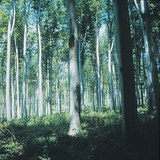 Широколистна гора