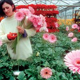 Greenhouse heated with a thermal spring