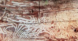 Tree chewed by beetle