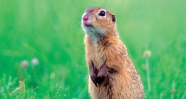 Ground squirrel