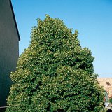 Flowering Norway maple