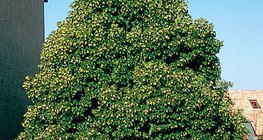 Flowering Norway maple