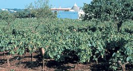 Vineyard on terra rossa soil