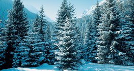 Spruce forest in winter