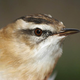 Водно шаварче