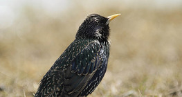 Common starling