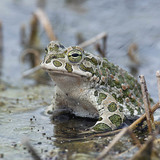 European green toad