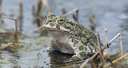 European green toad