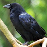 Raven