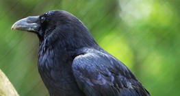 Raven