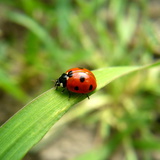 Ladybird
