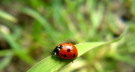 Ladybird