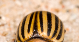 Colorado potato beetle